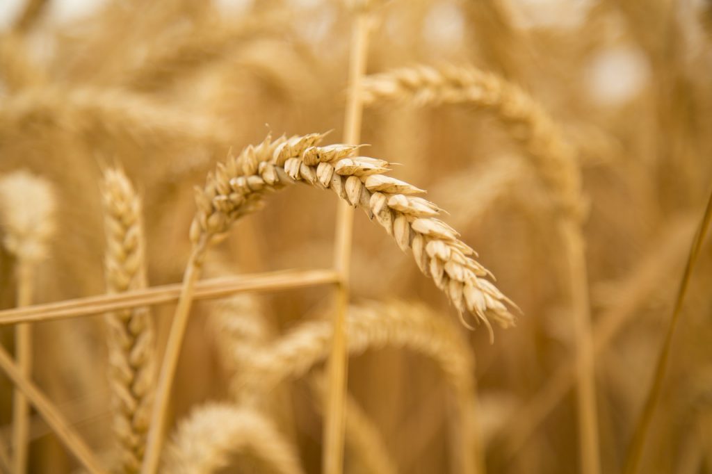 Celiac Disease