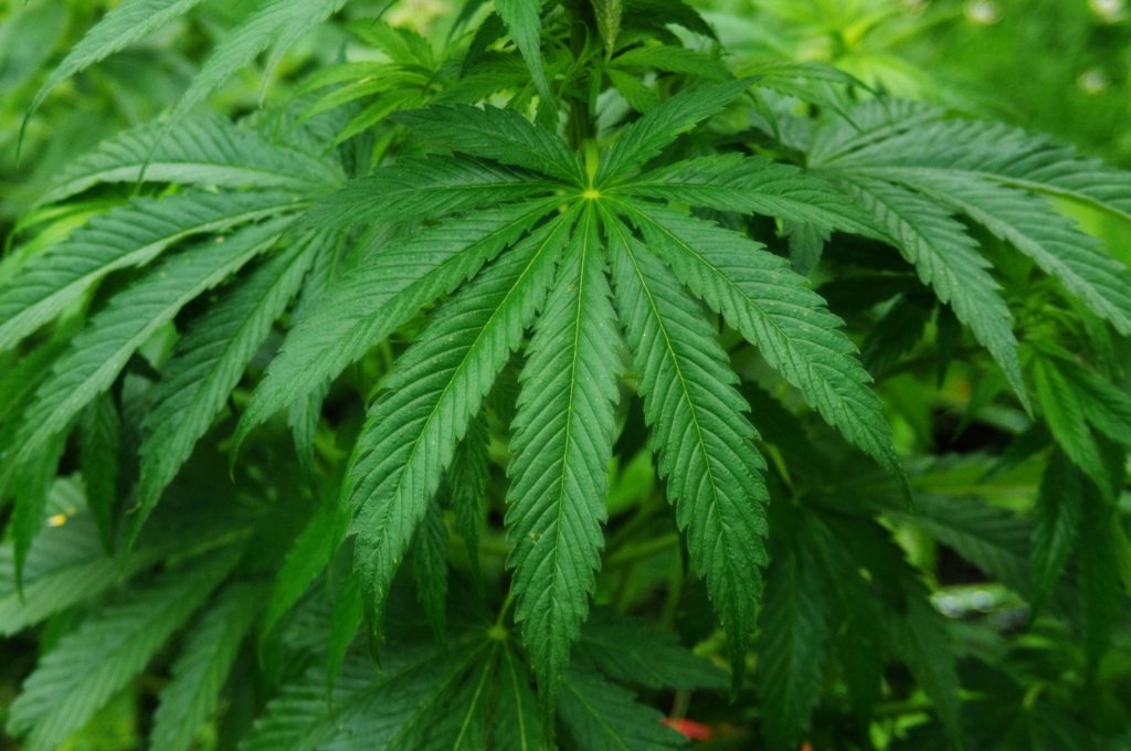 Cannabis