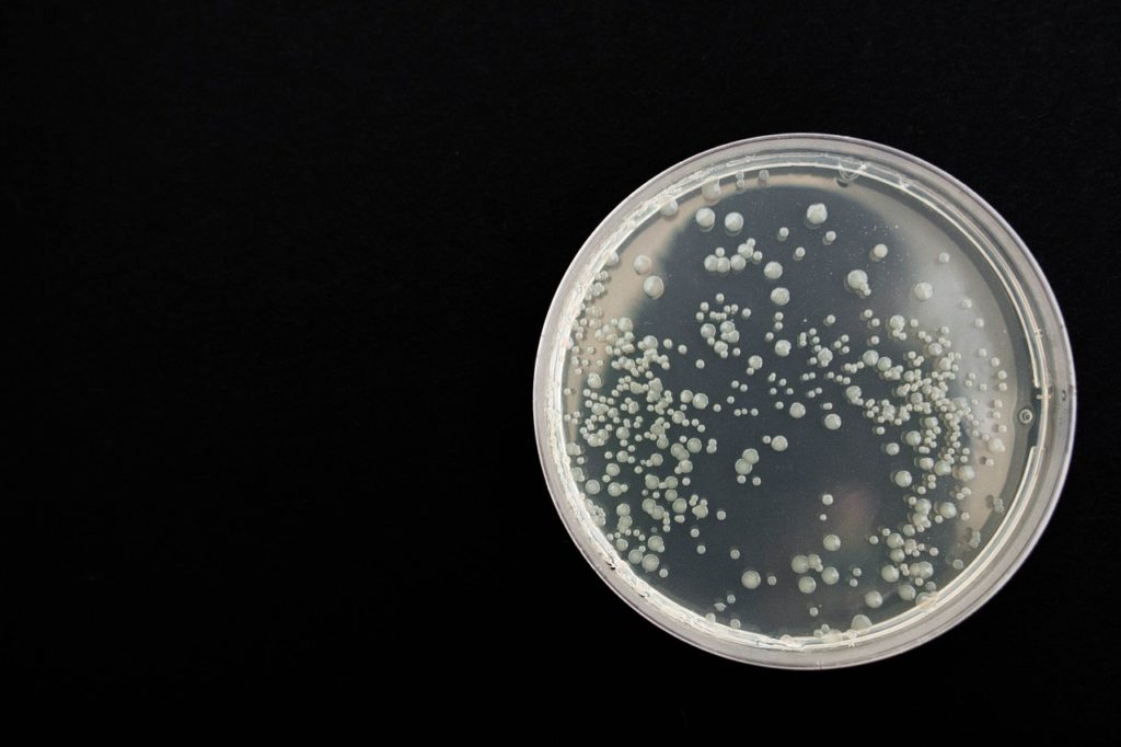 Bacteria in a petri dish on black background