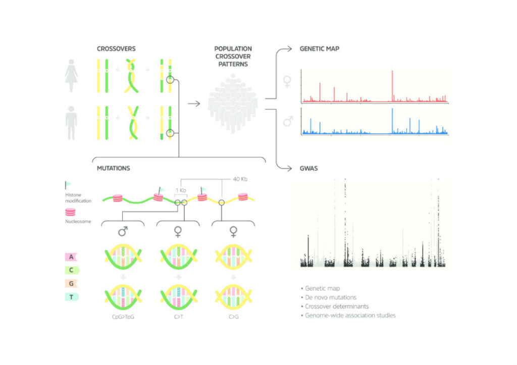 Genetic map summary provided by deCODE Genetics
