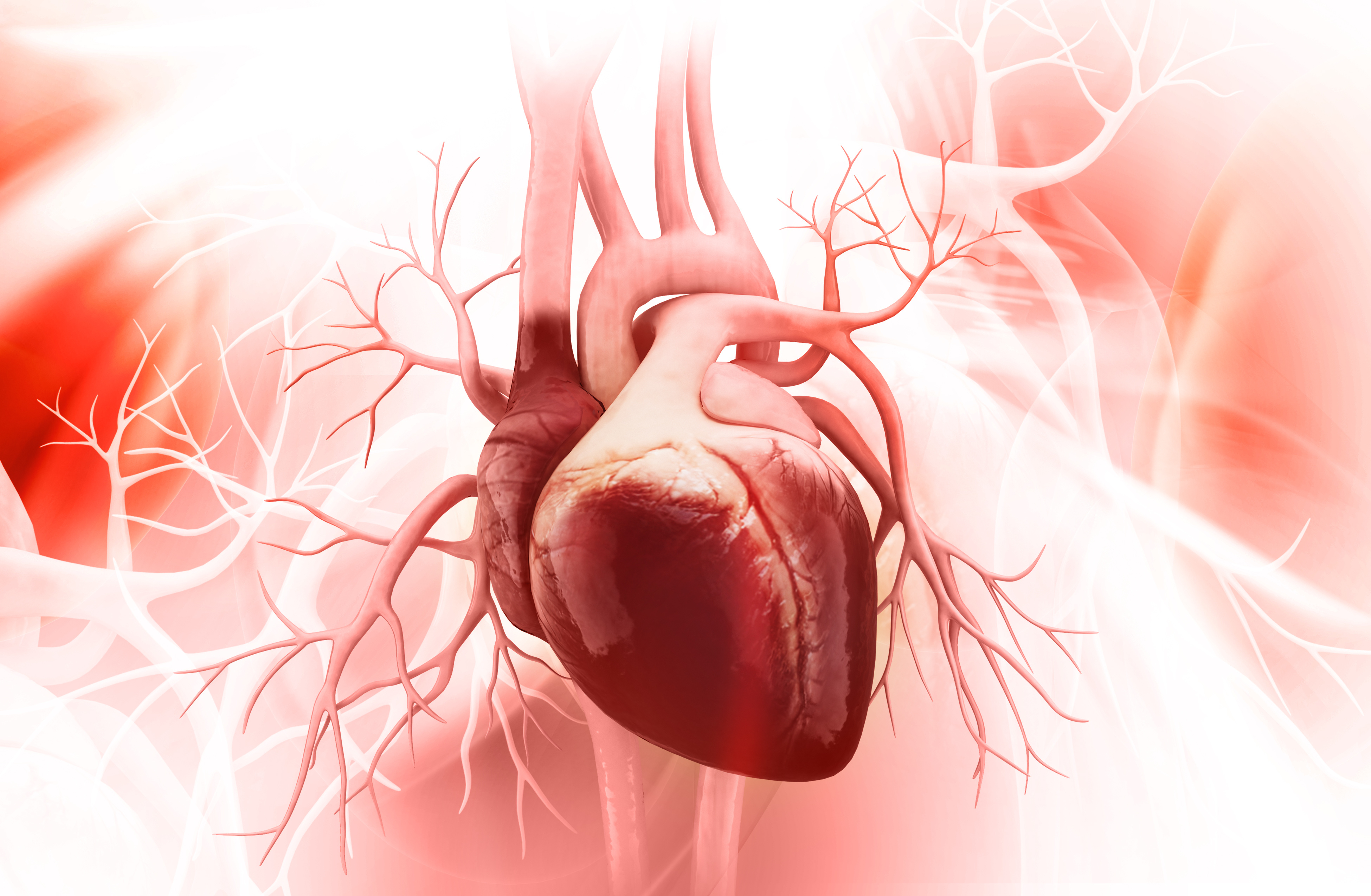 Human heart schematic