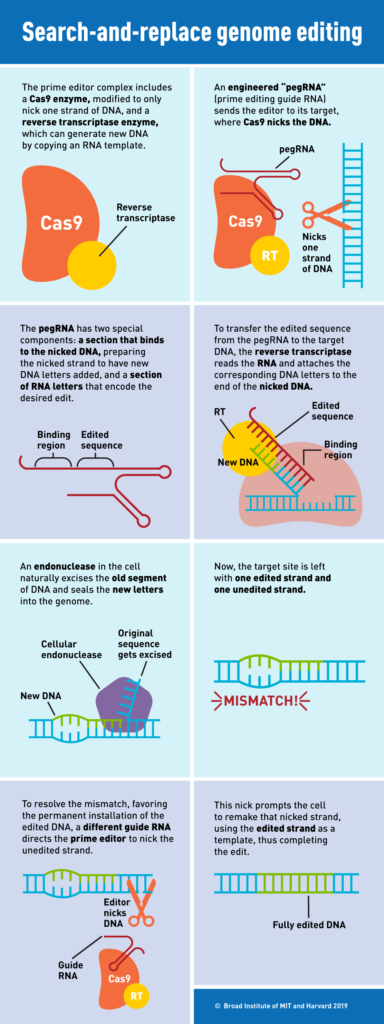 search and replace genome editing