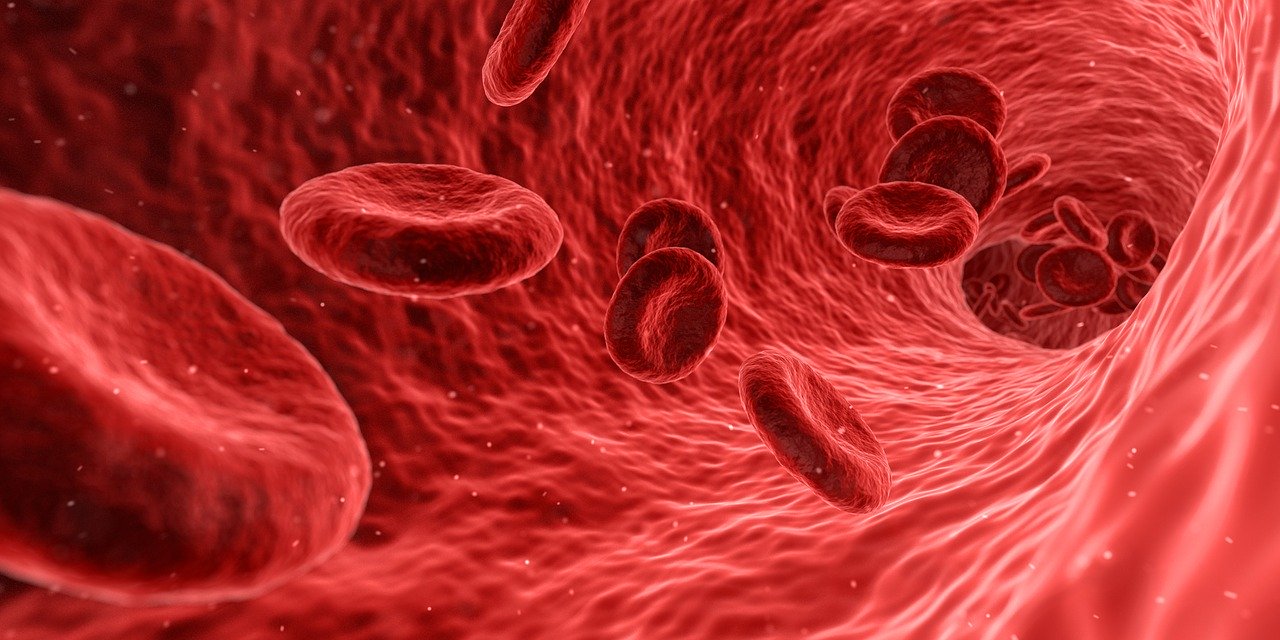 Blood cells schematic