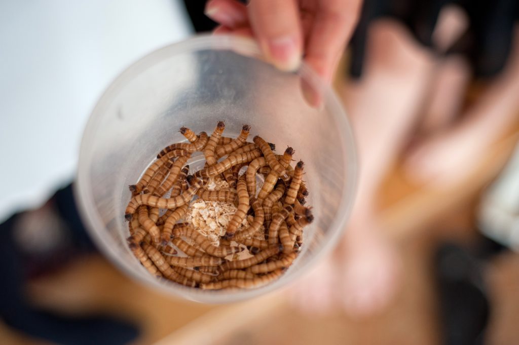 efsa-finds-mealworms-safe-for-human-consumption-but-will-consumers