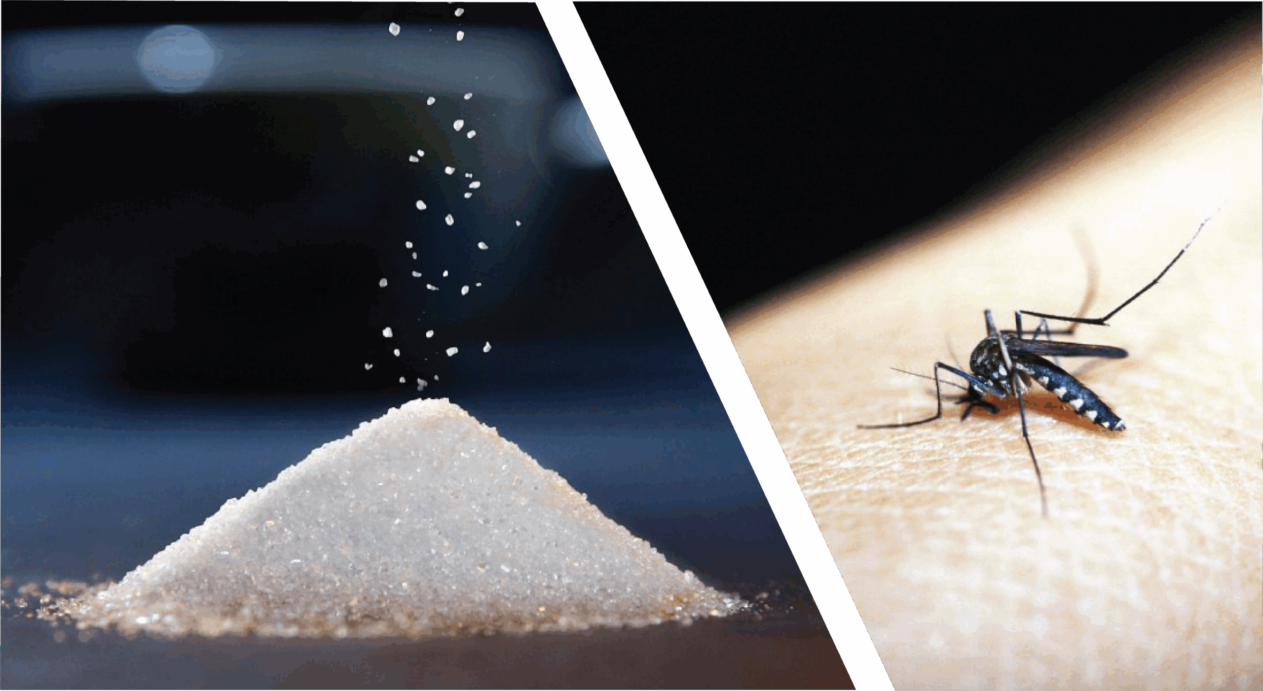 Malaria Vaccine + Sugar and Brain Development