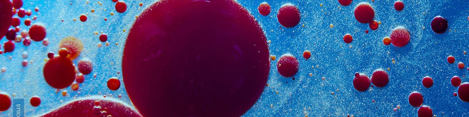 Simbec blood-cells-hero image