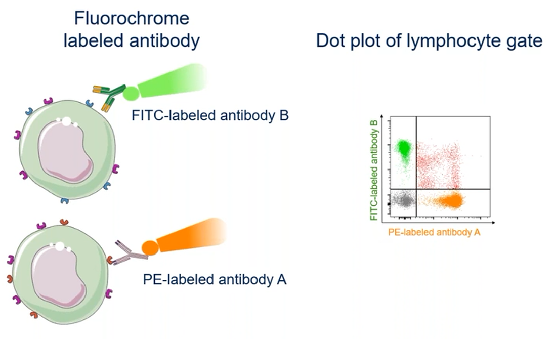 Receptor Occupancy Assays By Flow Cytometry: Benefits For Clinical ...