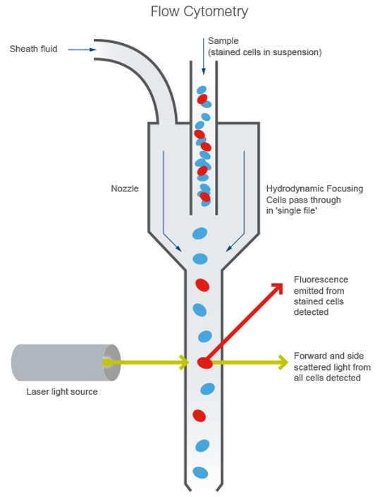 Receptor Occupancy Assays By Flow Cytometry: Benefits For Clinical ...