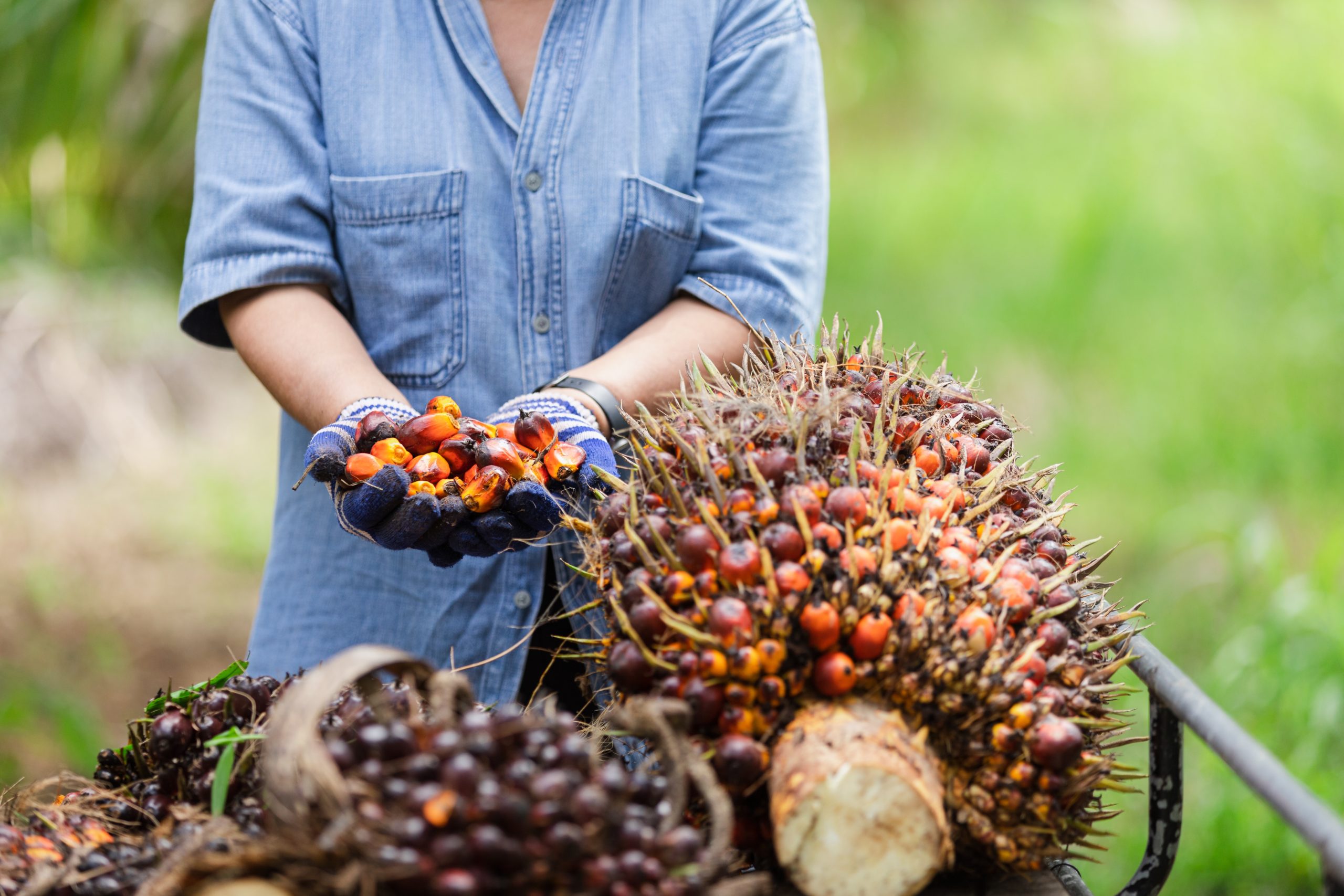 Palm oil alternative