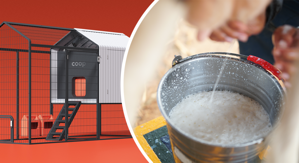 Coop’s Smart Chicken Coop + Foodborne Illness from Raw Milk