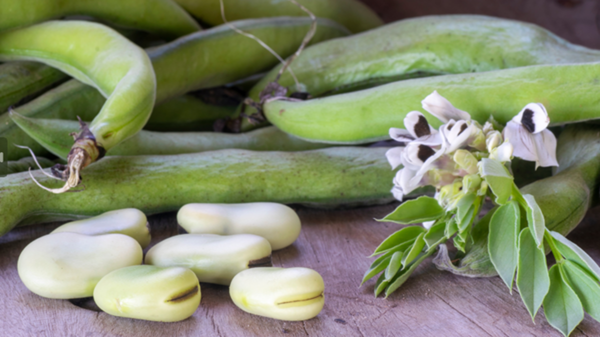 faba beans