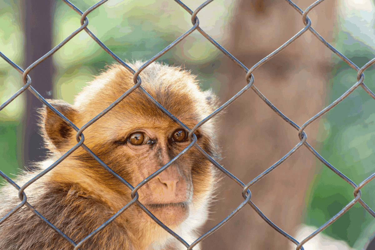 FDA phase out primate testing, FDA phase out animal testing